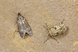 Attēlu rezultāti vaicājumam “Diurnea fagella”