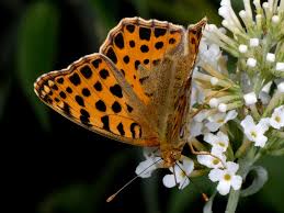 Attēlu rezultāti vaicājumam “Issoria lathonia”