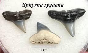 Image result for Sphyrna zygaena