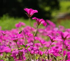 Image result for Storchschnäbel