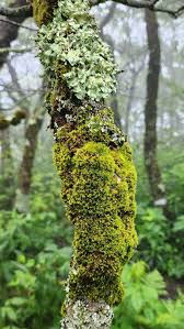 Attēlu rezultāti vaicājumam “Ulota crispa sporophyte”