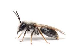 Attēlu rezultāti vaicājumam “Andrena vaga”