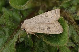 Attēlu rezultāti vaicājumam “Orthosia gracilis”