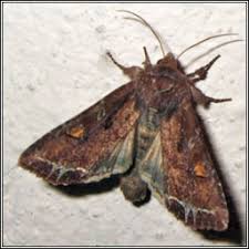 Attēlu rezultāti vaicājumam “Lacanobia oleracea”