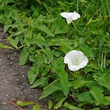 Attēlu rezultāti vaicājumam “Calystegia inflata leaf”