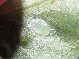 Attēlu rezultāti vaicājumam “Trioza dispar nymph”