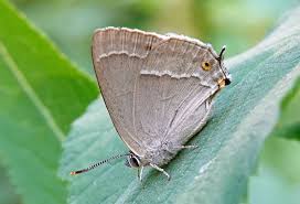 Attēlu rezultāti vaicājumam “Favonius quercus”