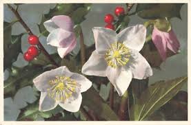 Image result for Christrose