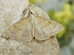 Attēlu rezultāti vaicājumam “Paratalanta hyalinalis”