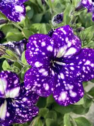 Image result for Petunia