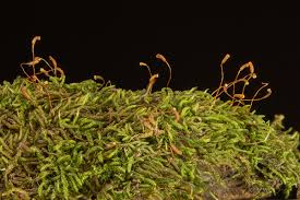 Attēlu rezultāti vaicājumam “Hypnum pallescens”