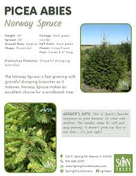 Attēlu rezultāti vaicājumam “Picea abies”