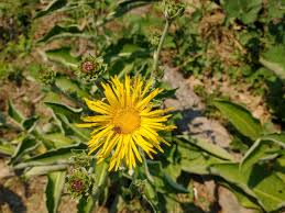Image result for Inula helenium