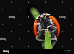 Attēlu rezultāti vaicājumam “Coccinella septempunctata imago”