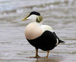 Attēlu rezultāti vaicājumam “Somateria mollissima male”