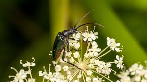 Attēlu rezultāti vaicājumam “Gaurotes virginea”