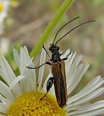 Attēlu rezultāti vaicājumam “Oedemera femorata”