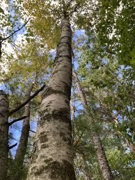 Attēlu rezultāti vaicājumam “Betula”