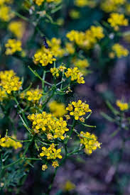 Attēlu rezultāti vaicājumam “Rorippa amphibia”