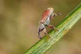 Attēlu rezultāti vaicājumam “Brachonyx pineti”