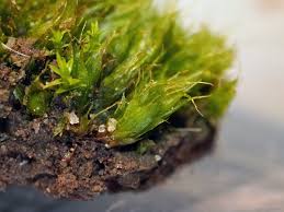 Attēlu rezultāti vaicājumam “Acaulon muticum”