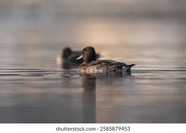 Image result for Aythya fuligula