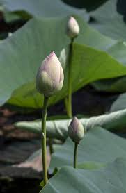 Attēlu rezultāti vaicājumam “Lotus sp. bud”