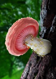 Attēlu rezultāti vaicājumam “Rhodotus palmatus”