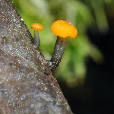 Attēlu rezultāti vaicājumam “Vibrissea decolorans”