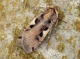 Attēlu rezultāti vaicājumam “Xestia c-nigrum”