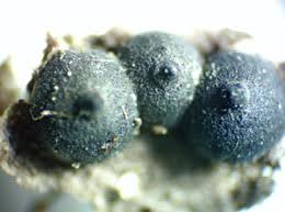 Attēlu rezultāti vaicājumam “Rosellinia desmazieri spores”