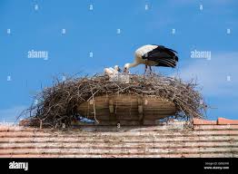 Attēlu rezultāti vaicājumam “Ciconia ciconia juvenile”