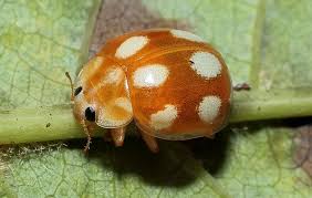 Attēlu rezultāti vaicājumam “Calvia decemguttata”