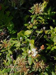Attēlu rezultāti vaicājumam “Ledum palustre flower”