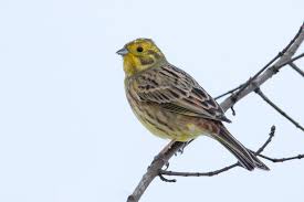 Attēlu rezultāti vaicājumam “Emberiza citrinella”