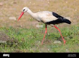 Attēlu rezultāti vaicājumam “Ciconia ciconia adult”