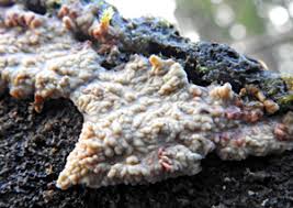 Attēlu rezultāti vaicājumam “Phlebia centrifuga”