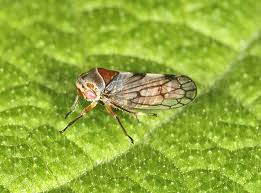 Attēlu rezultāti vaicājumam “Oncopsis sp.”