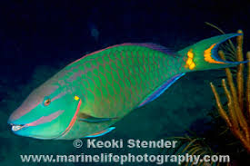 Image result for Sparisoma viride