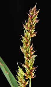 Attēlu rezultāti vaicājumam “Comatricha elegans var. microspora”