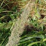 Attēlu rezultāti vaicājumam “Calamagrostis arundinacea leaf”