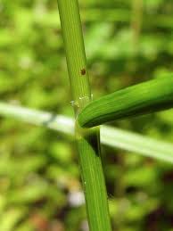 Attēlu rezultāti vaicājumam “Glyceria lithuanica”