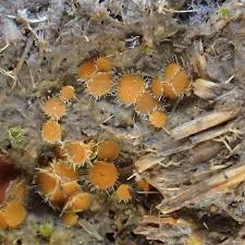 Attēlu rezultāti vaicājumam “Cheilymenia stercorea”