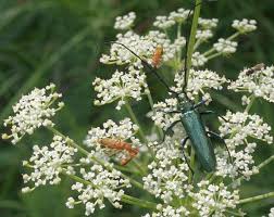 Attēlu rezultāti vaicājumam “Laserpitium prutenicum”