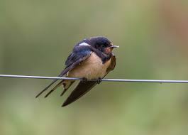 Attēlu rezultāti vaicājumam “Hirundo rustica juvenile”