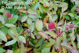 Attēlu rezultāti vaicājumam “Rubus illecebrosus fruit”