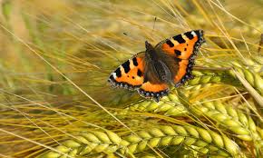 Image result for Small Tortoiseshell