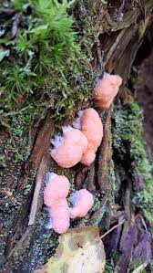 Attēlu rezultāti vaicājumam “Tubifera ferruginosa subsp. acutissima”