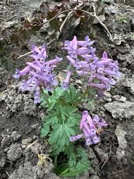 Attēlu rezultāti vaicājumam “Corydalis solida flower”