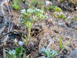 Attēlu rezultāti vaicājumam “Scleranthus perennis bud”